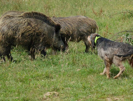 Segugio su Cinghiale - Caccia